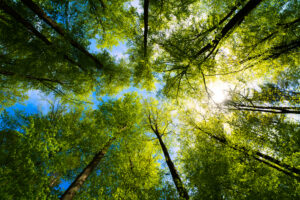ALTER EGO NOTAIRES - Droit rural - Vue vers le ciel de plusieurs arbres avec des reflets du soleil